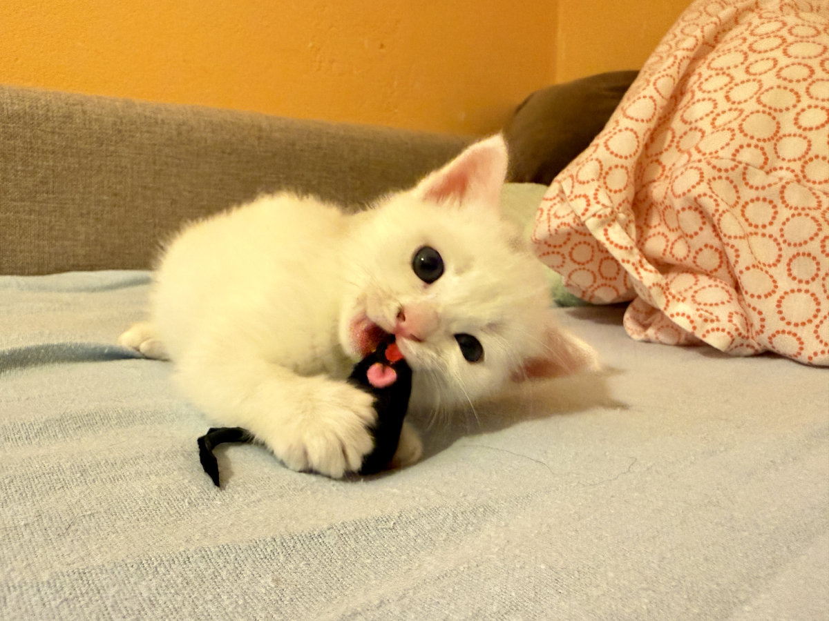 Kitten mit Maus