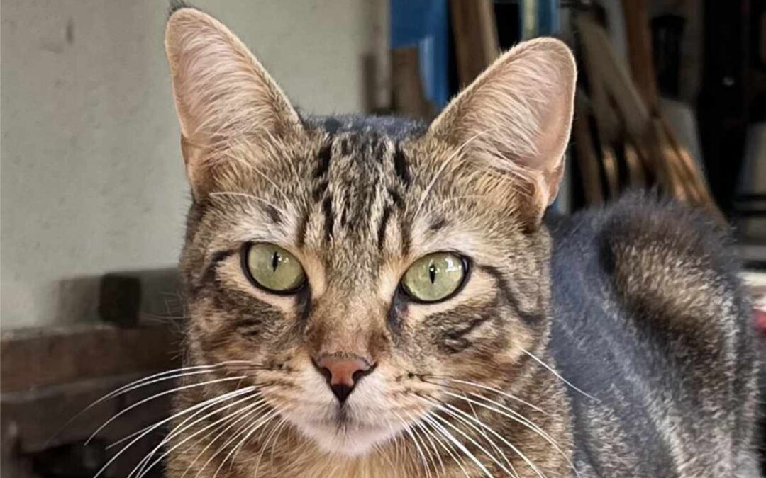 Rocky 07/2023
