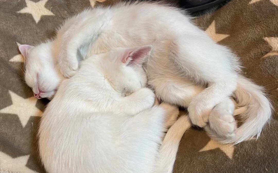 Sugar & Milo 08/2024
