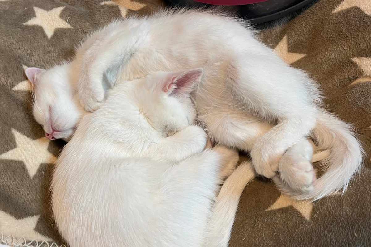 Sugar & Milo 08-2024