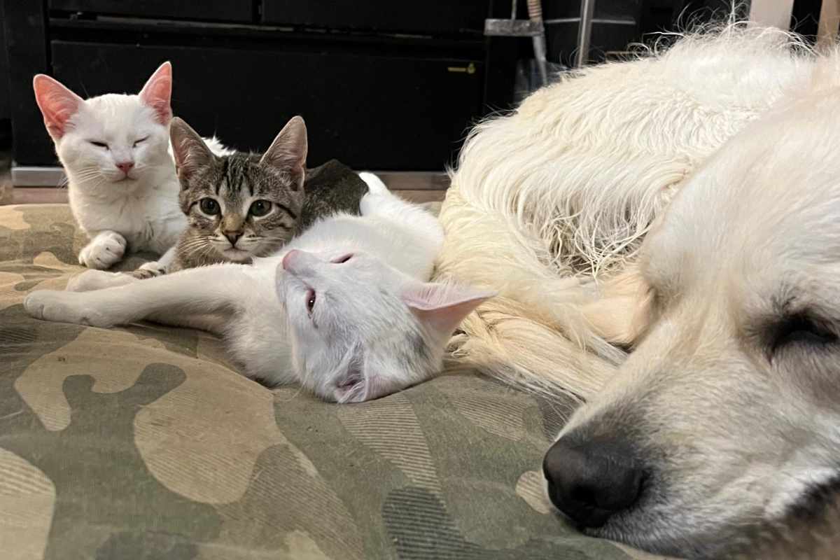 Belle, Sugar, Milo