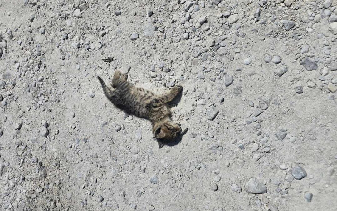 Gemeinsam für mehr Katzengesundheit