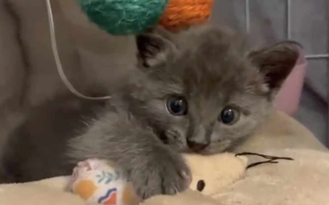 Mr. Blue vom blauen Stern