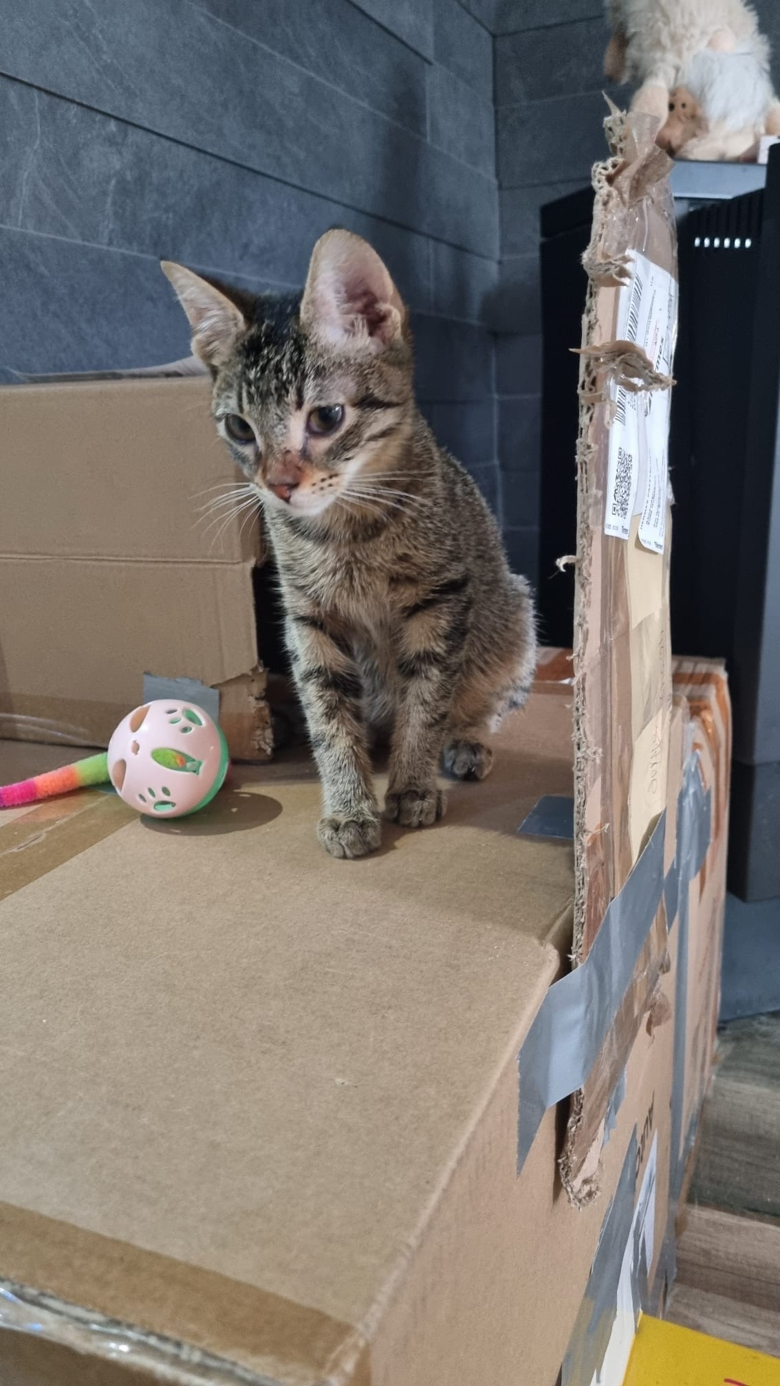 Pino im neuen Zuhause