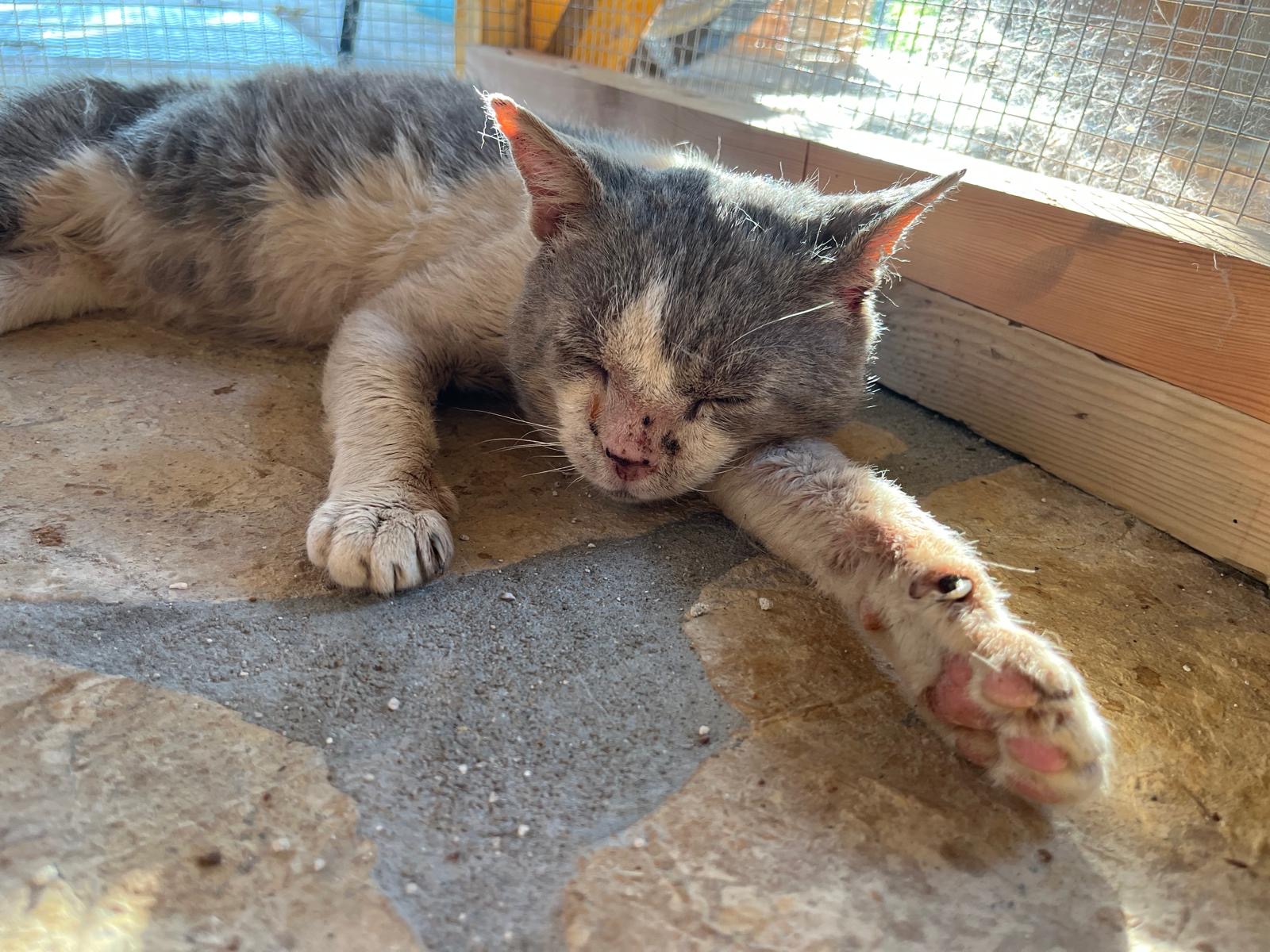 Blinky hat sich seinen Platz an der Sonne hart erkämpft