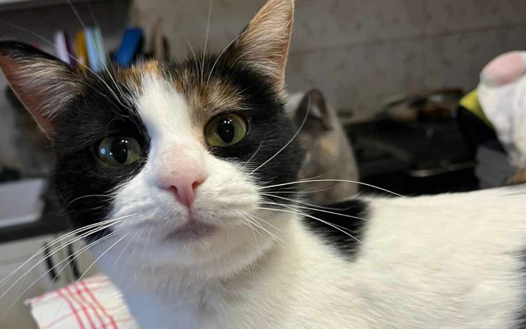 Lola 03/2025