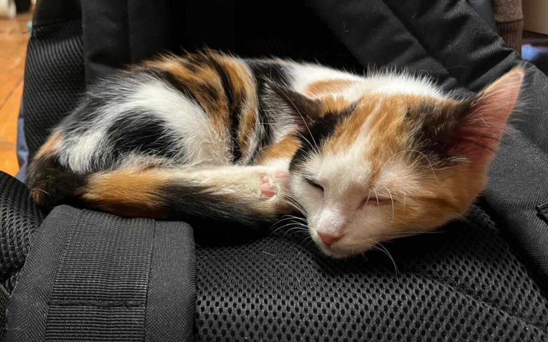 Suki 09/2025