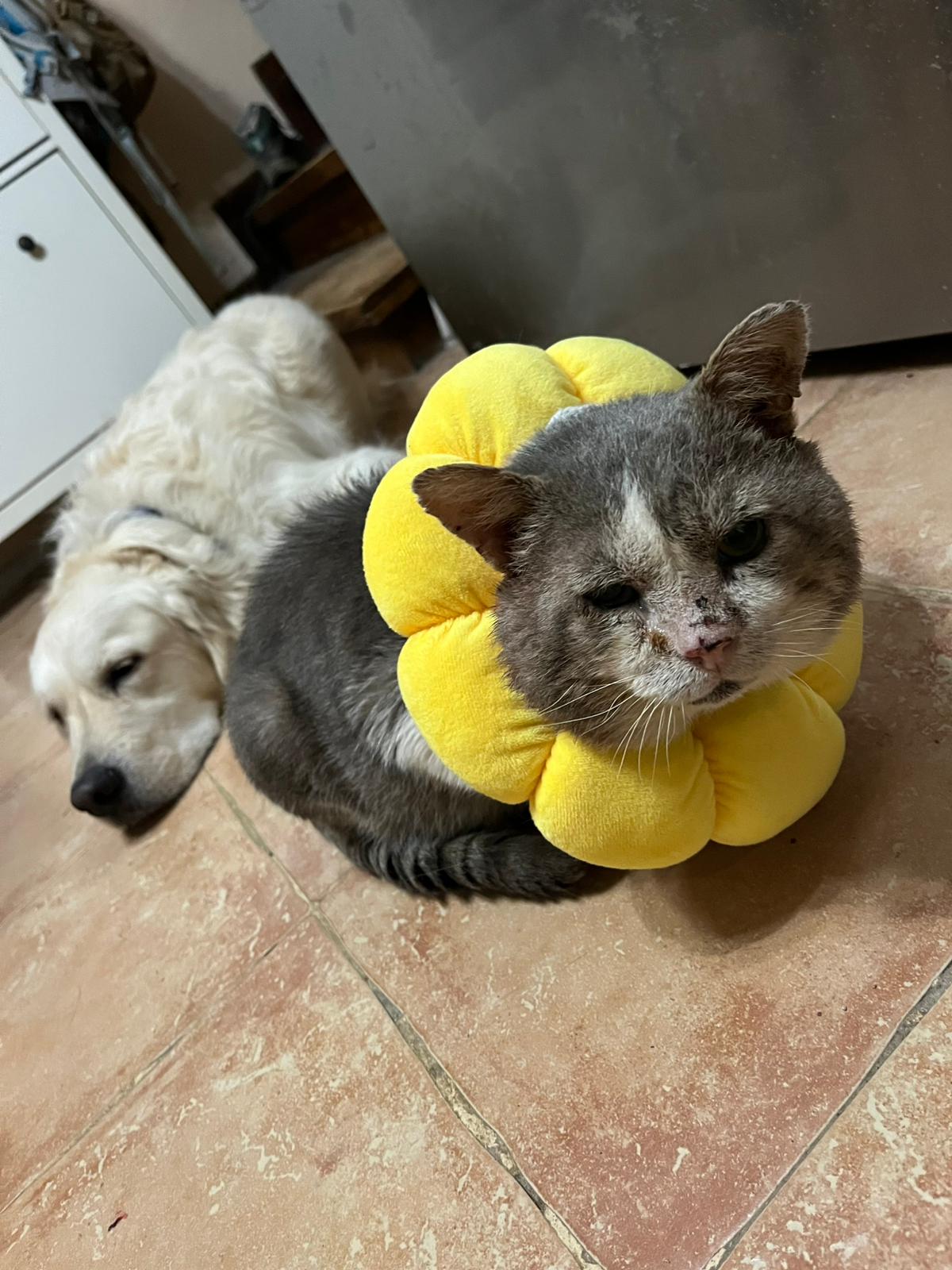 Blinky mit seinem Hundekumpel Ace Lebensqualität für Katzen mit Handicap – Werde Pate für einen Sonnenplatz bei DOMA Istria.