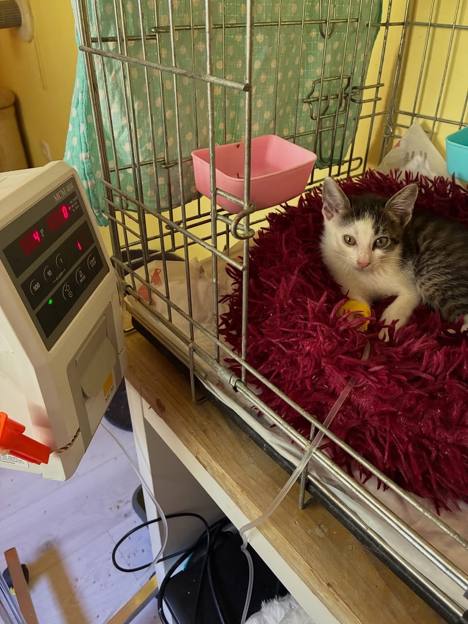 Kranke Peperoni zurück vom Tierarzt
