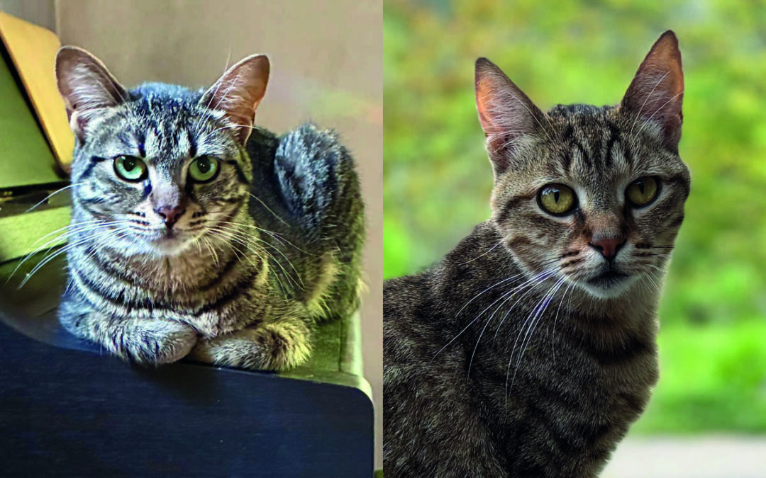 Lilo & Tiger