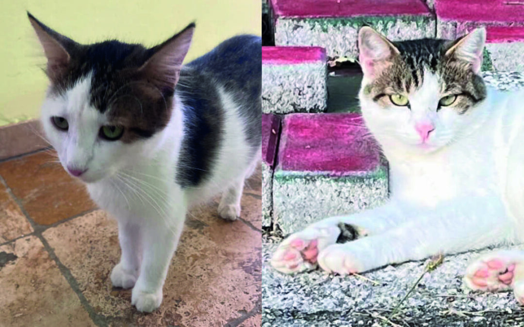 Julio & Benito