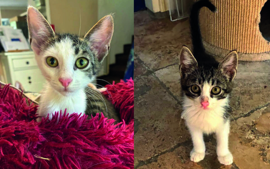 Peppy & Pepper