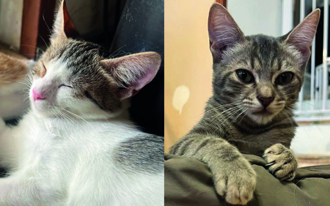Rosi & Resi