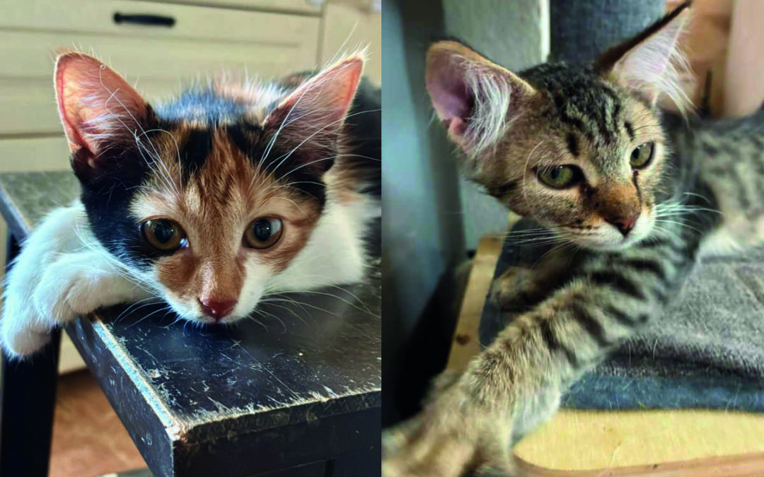 Shani & Xenia