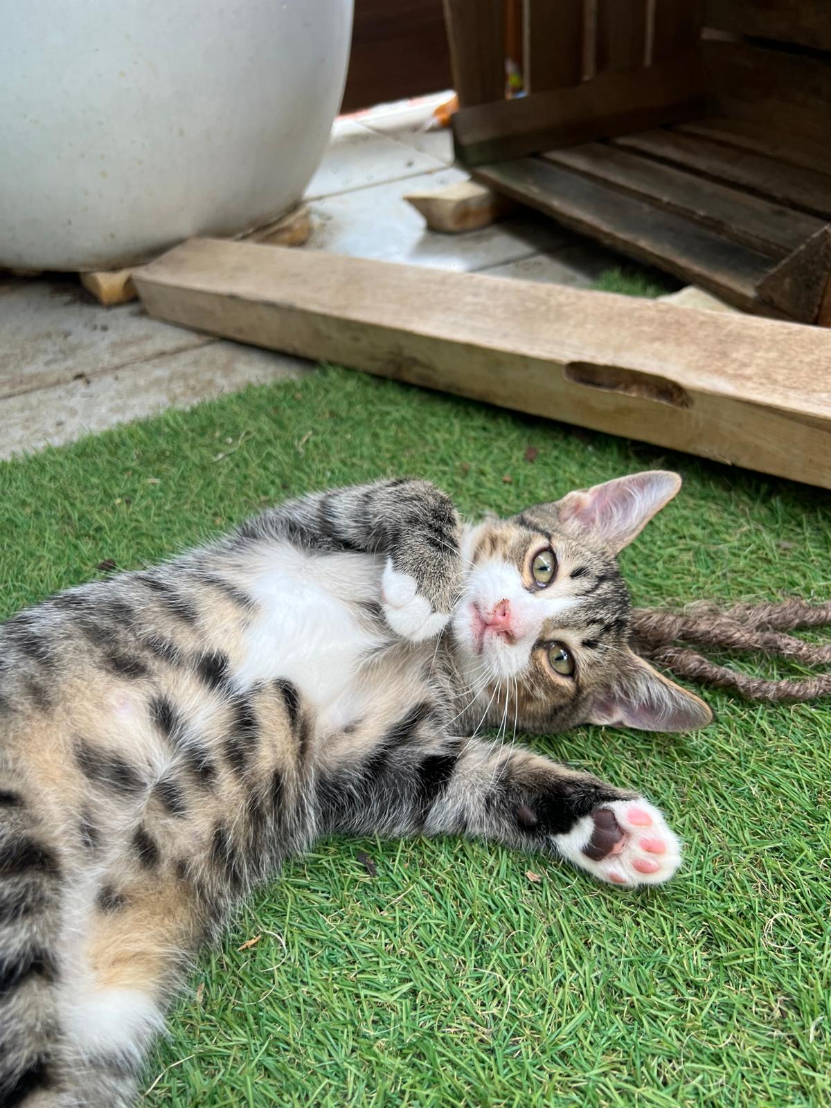Juniko