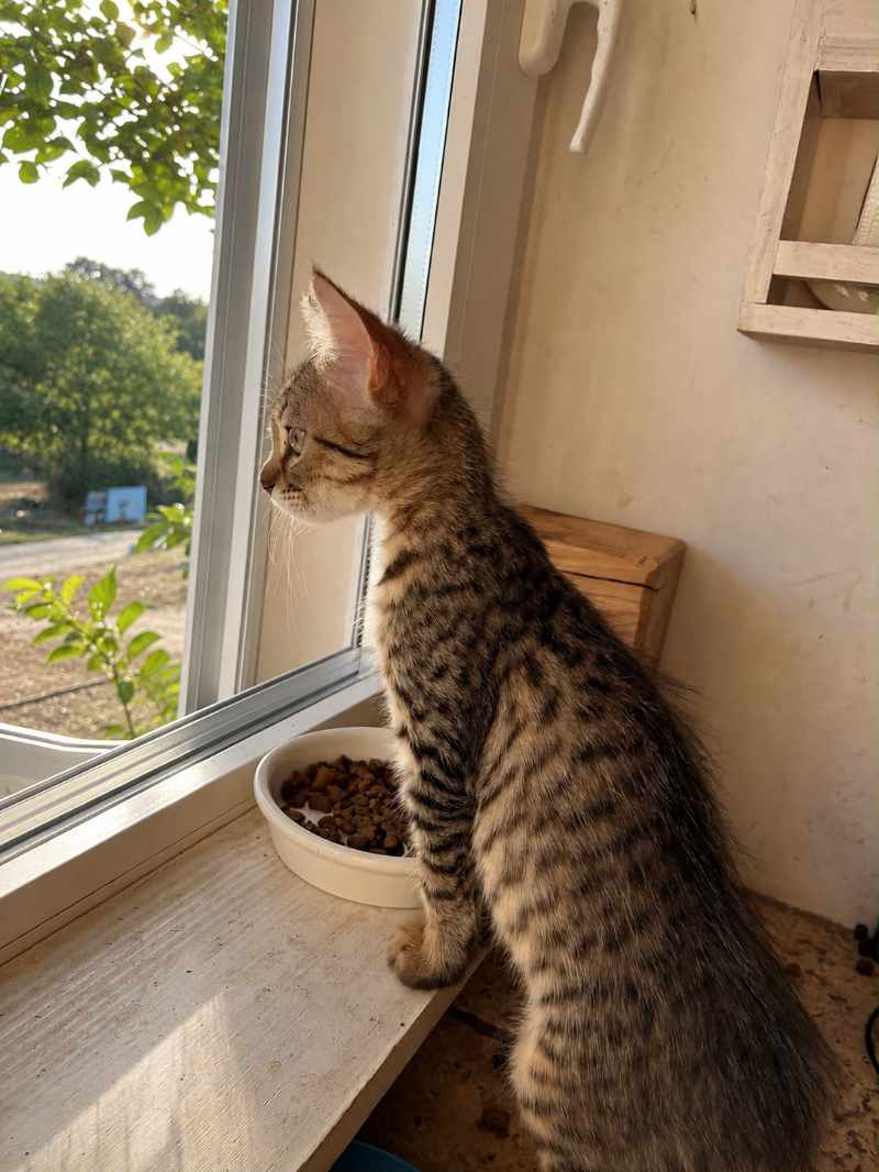 Xenja